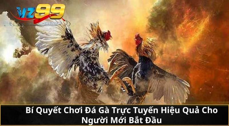 Cùng VZ99 Khám Phá Đá Gà Trực Tuyến Chuẩn Từ A Đến Z 4 Bí Quyết Chơi Đá Gà Trực Tuyến Hiệu Quả Cho Người Mới Bắt Đầu