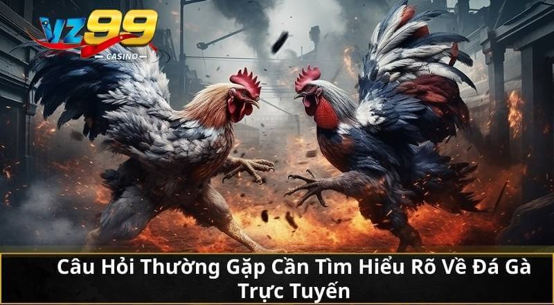 Cùng VZ99 Khám Phá Đá Gà Trực Tuyến Chuẩn Từ A Đến Z 6 Câu Hỏi Thường Gặp Cần Tìm Hiểu Rõ Về Đá Gà Trực Tuyến