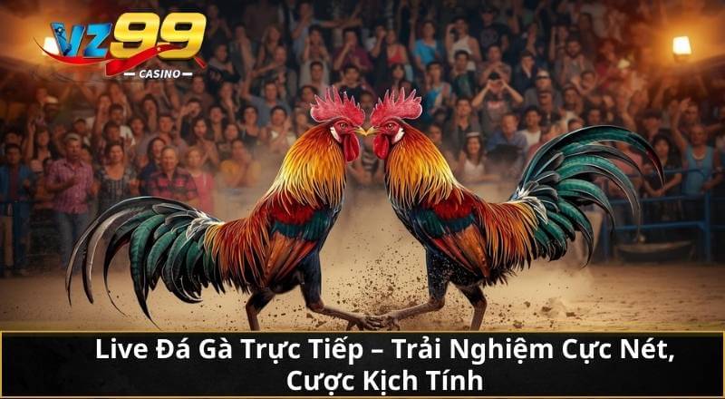 Live Đá Gà Trực Tiếp - Trải Nghiệm Cực Nét, Cược Kịch Tính